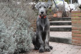 DYKA's GENTLE Earl Grey1.jpg